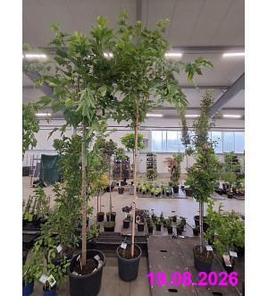 Morus alba 'Fruitless' C 25 L